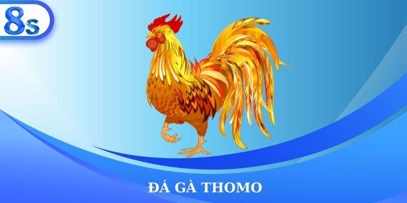 Đá gà thomo tại 8S