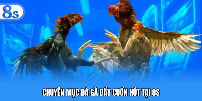 Chuyên mục đá gà đầy cuốn hút tại 8S