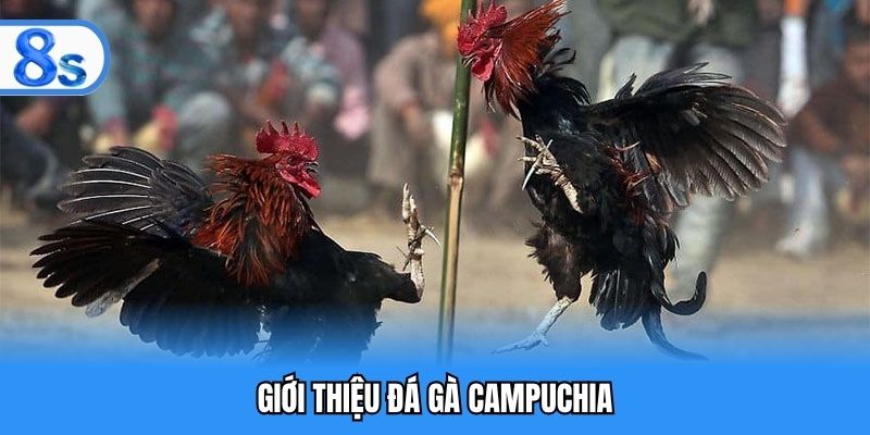 Giới thiệu đá gà Campuchia